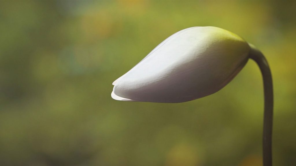Video top 5: All natural